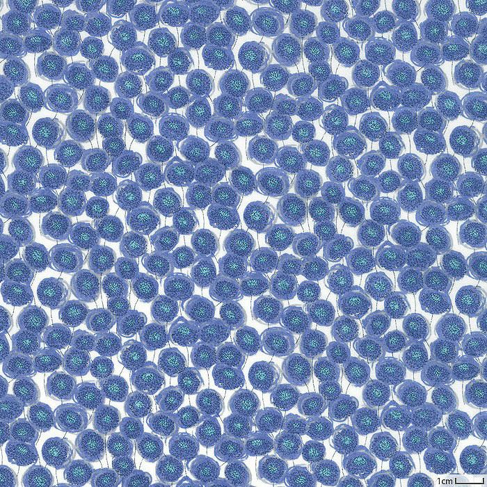 生地見本　アシュテッド・アデラジャ・ジェニーズリボンズ 生地見本 アシュテッド・アデラジャ・ジェニーズリボンズ サンドウ